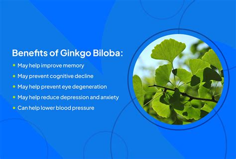 杏銀作用|Ginkgo Biloba杏銀 藥物使用須知